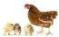 Cuadro en Lienzo Pollos y gallinas • Pixers® - Vivimos para cambiar